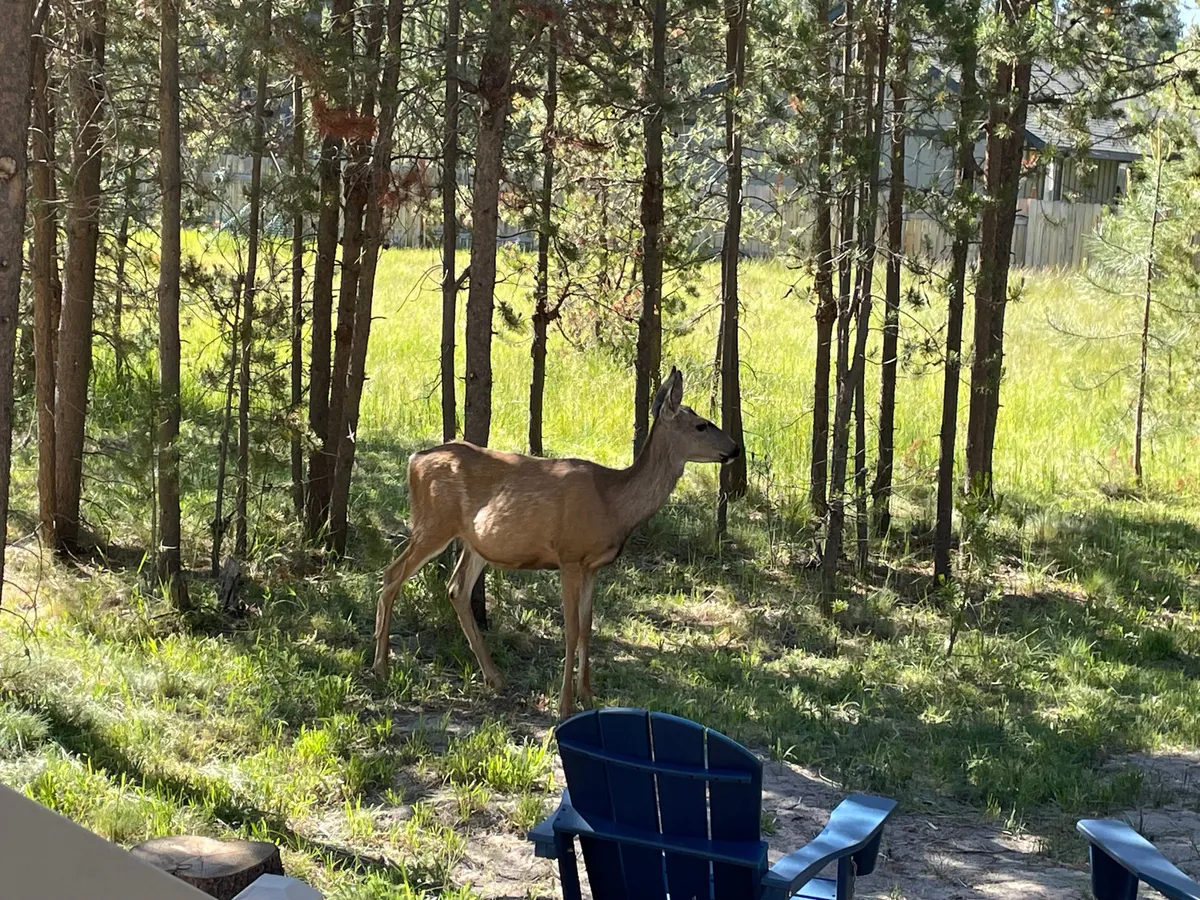 A serene backyard scene with deer grazing on green grass beneath tall pine trees, alongside a pair of Adirondack chairs. This view highlights the close connection to wildlife and the calm, uncrowded environment.